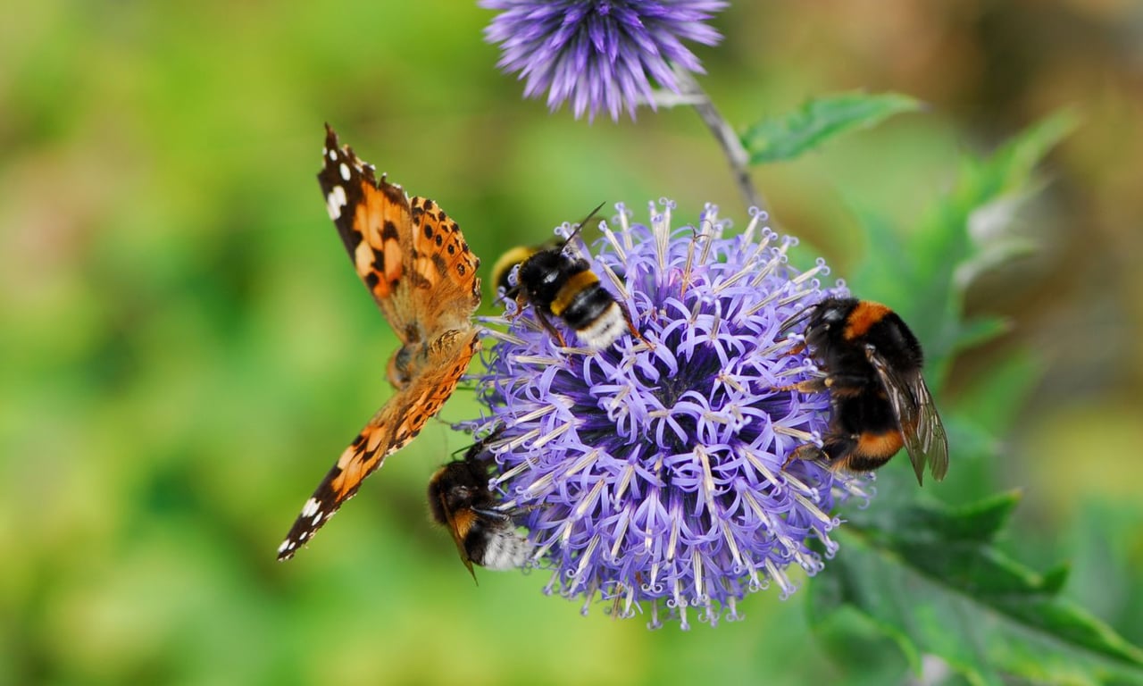 Boost Your Garden and Your Community: The Power of Pollinator Plants cover