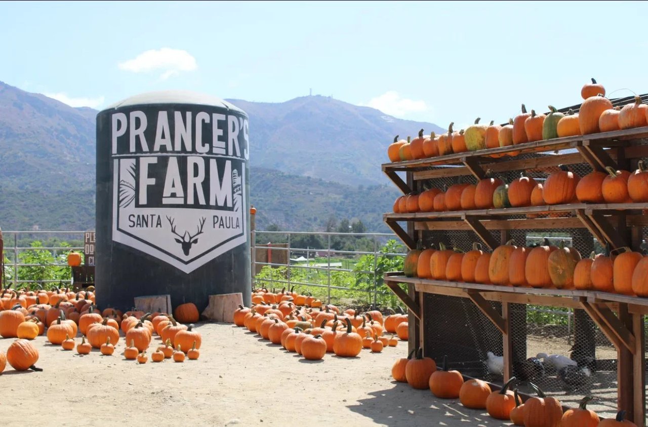 Pumpkins displayed at Prancer's Farm in Santa Paula, with mountains in the background.
