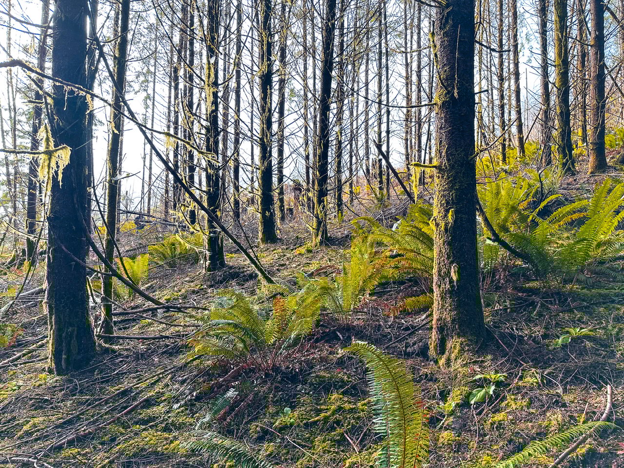 Waite Creek Woodlands