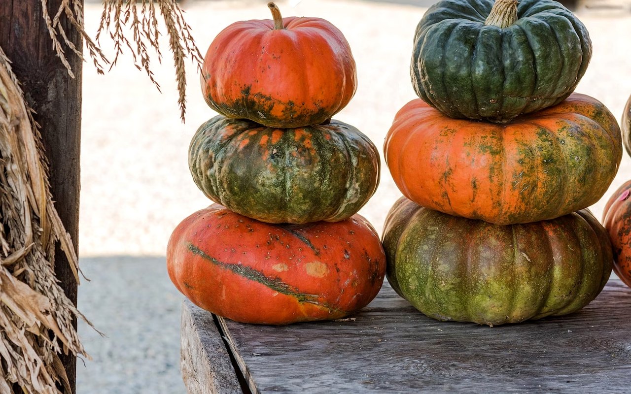 Festive Fall and Winter Events in Pueblo West