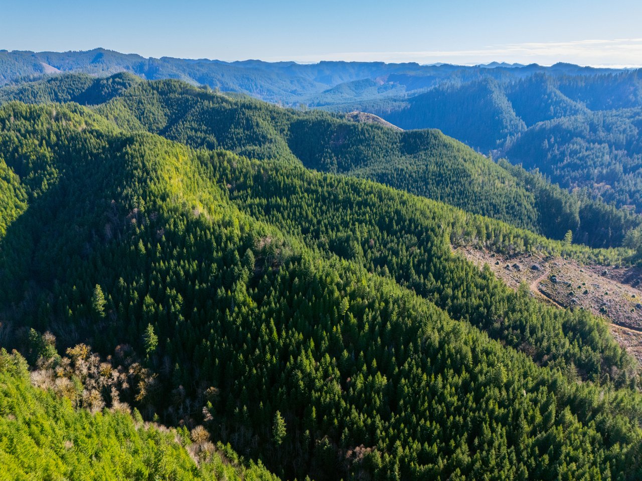 RICHARDSON TIMBER