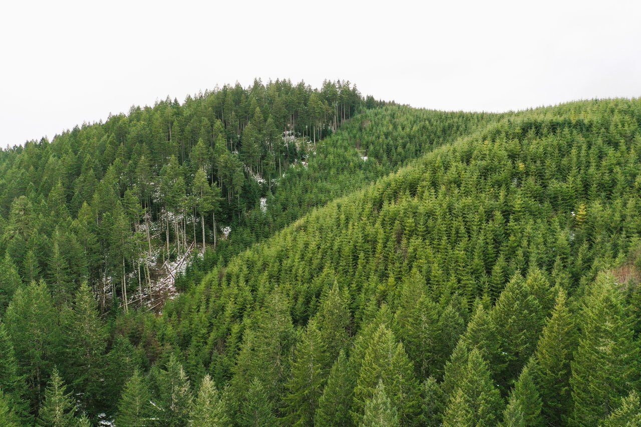 ARC Woods