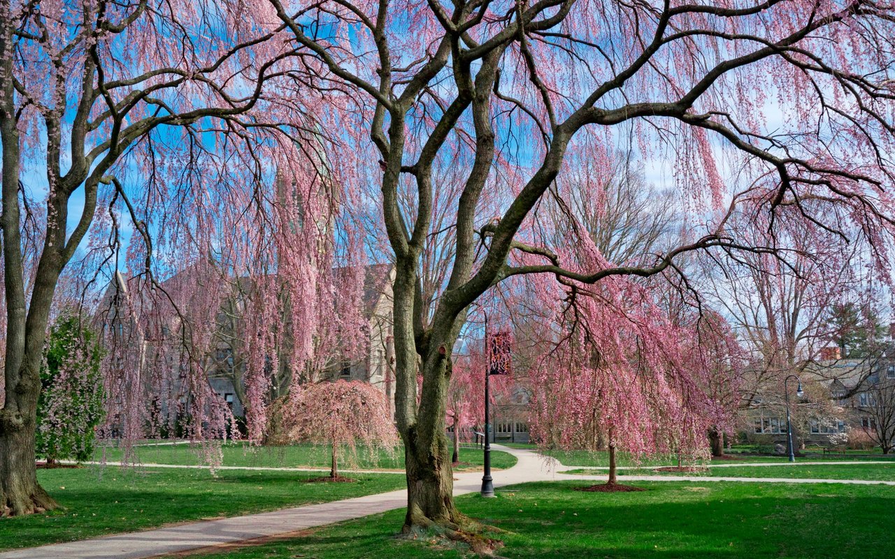 Bryn Mawr