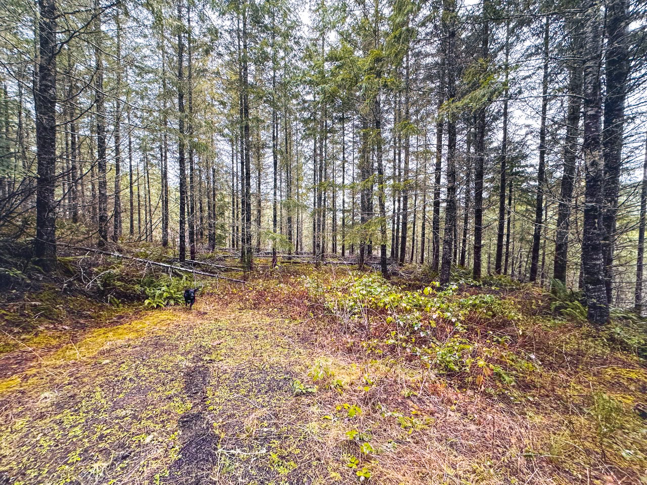 Coast Fork Woodland Meadows
