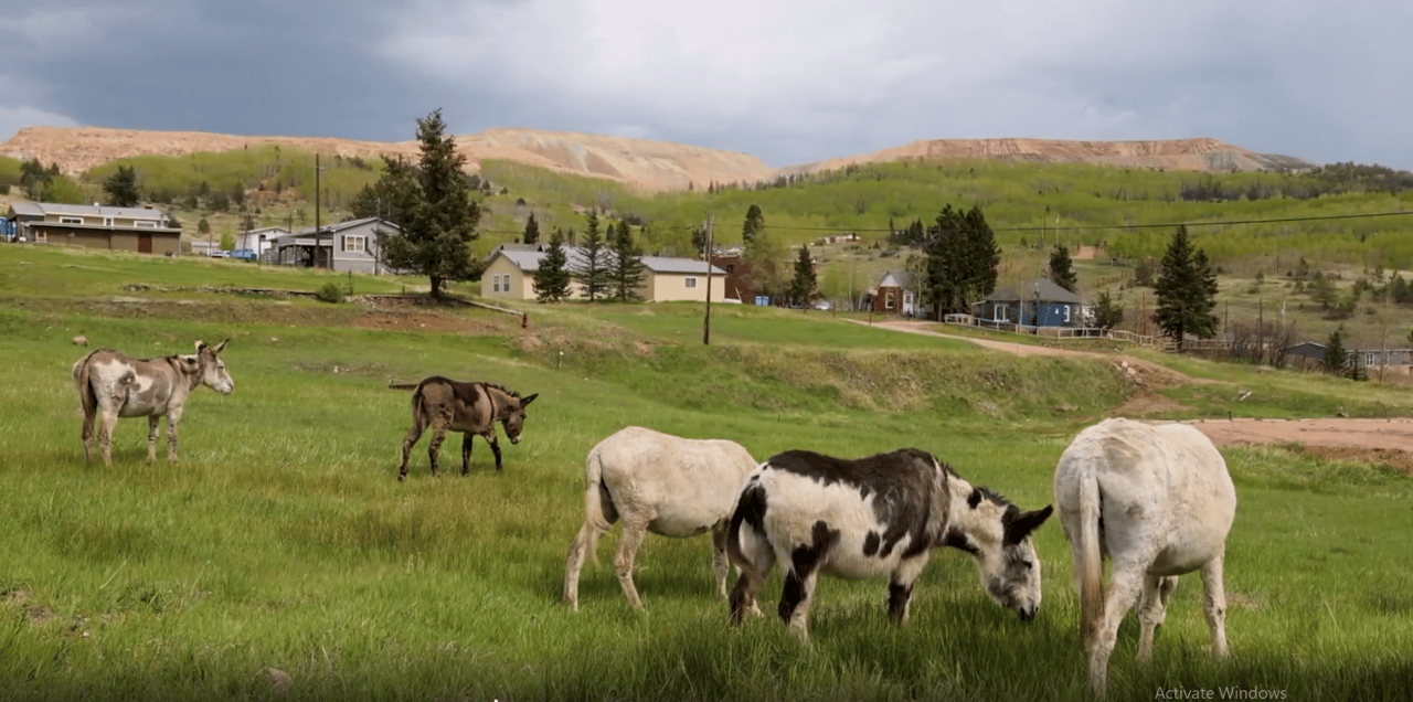 A Colorado Classic: Inside Cripple Creek’s Donkey Derby Days