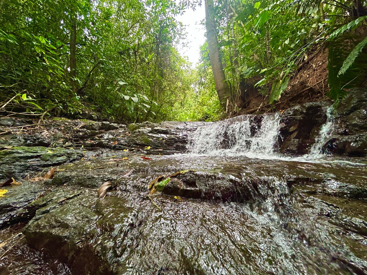 Selva Vista Estate – 5.9 Acres of Wild Beauty