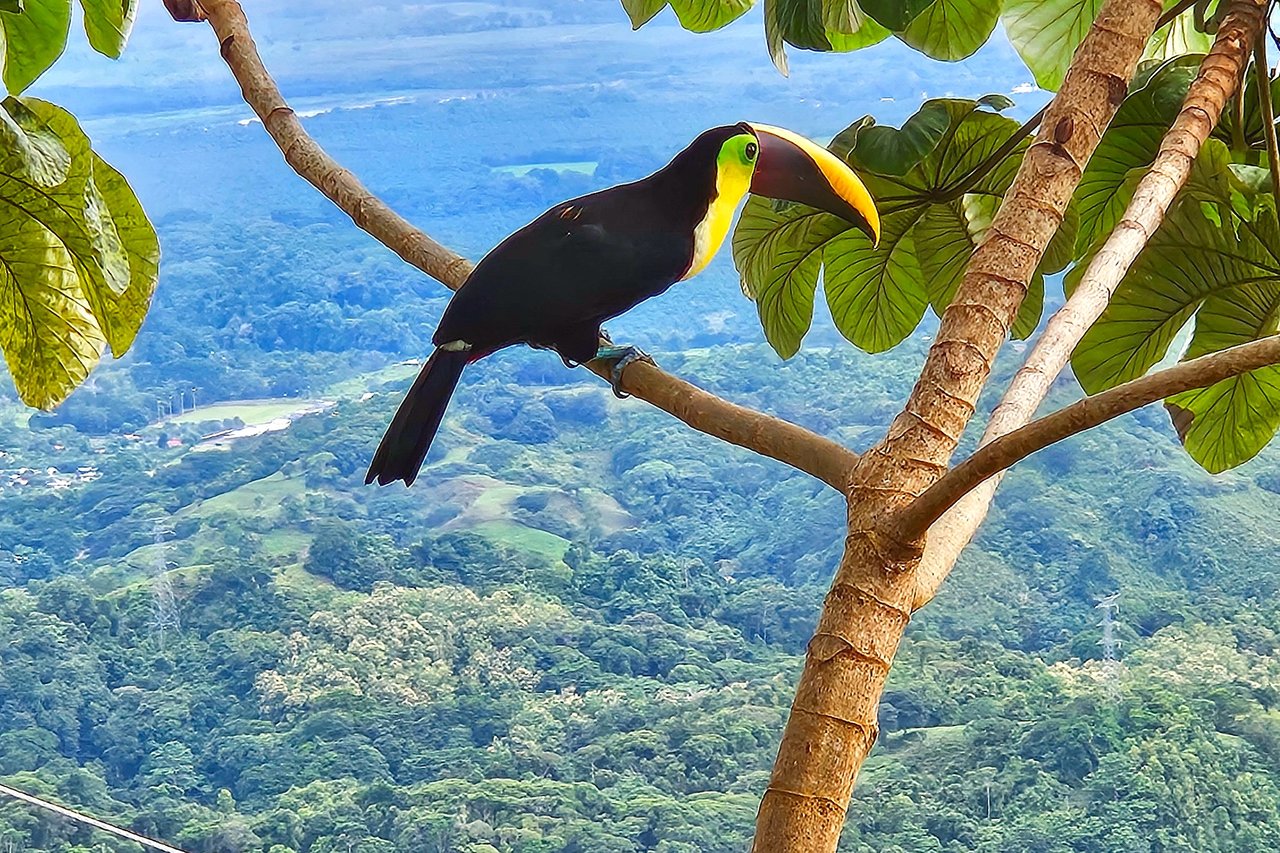 Ocean-View 3-Bedroom Home with 1-Bed Guesthouse, Pool & Spectacular Panoramic Views of Osa Peninsula in Balsar above Ciudad Cortés Costa Rica