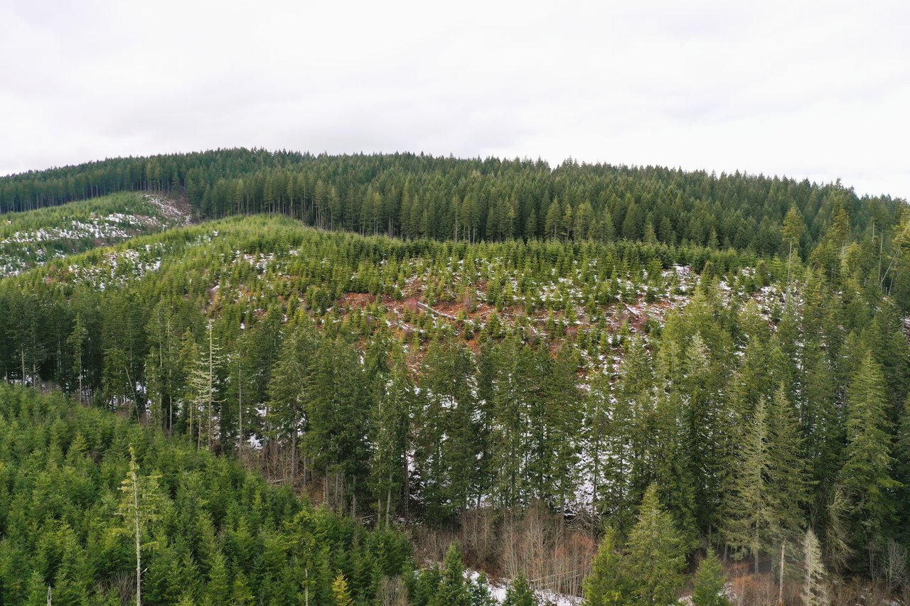 ARC Woods