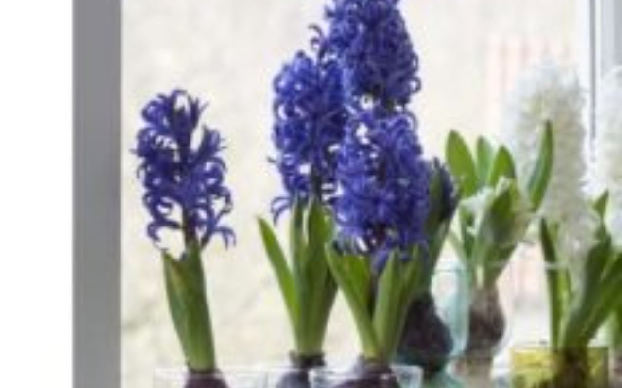 Windowsill Blooms