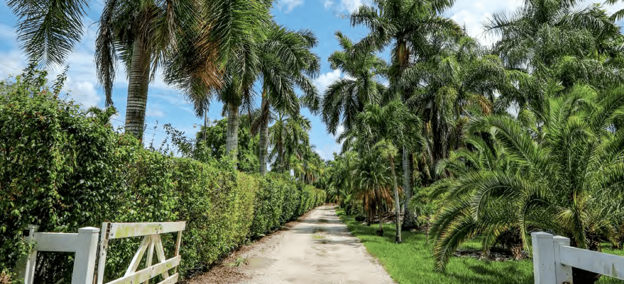 Palm-lined walking trail at C.B. Smith Park in Pembroke Pines, Florida.