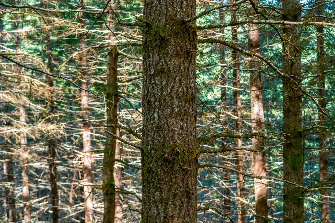 LINCOLN-HILLTOP TREEFARM Sealed Bid Offering 