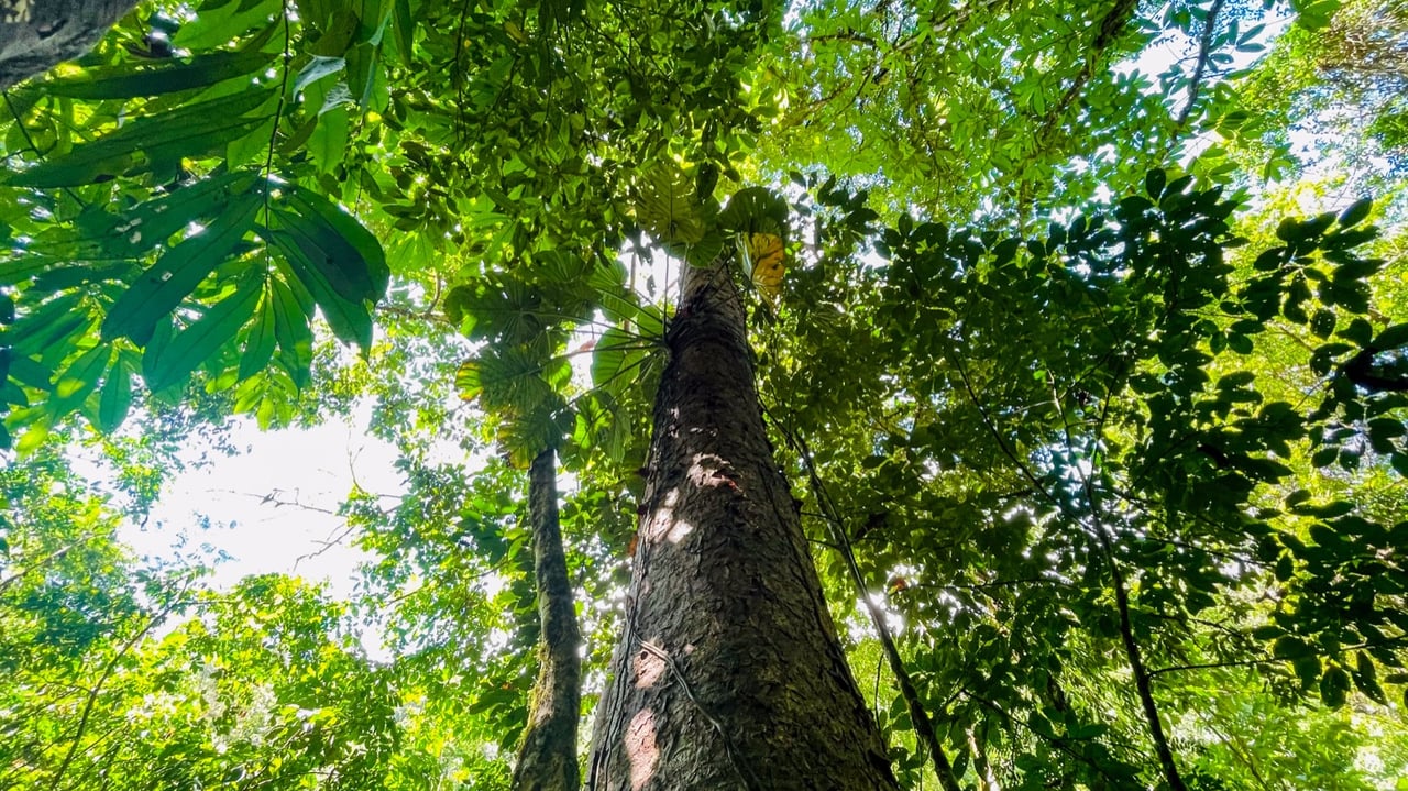 Nature Retreat Estate – Southern Pacific Zone, Costa Rica