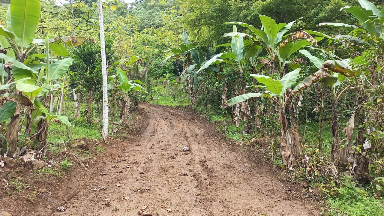 Mountain View Land with Several Building Sites and Mature Fruit Trees