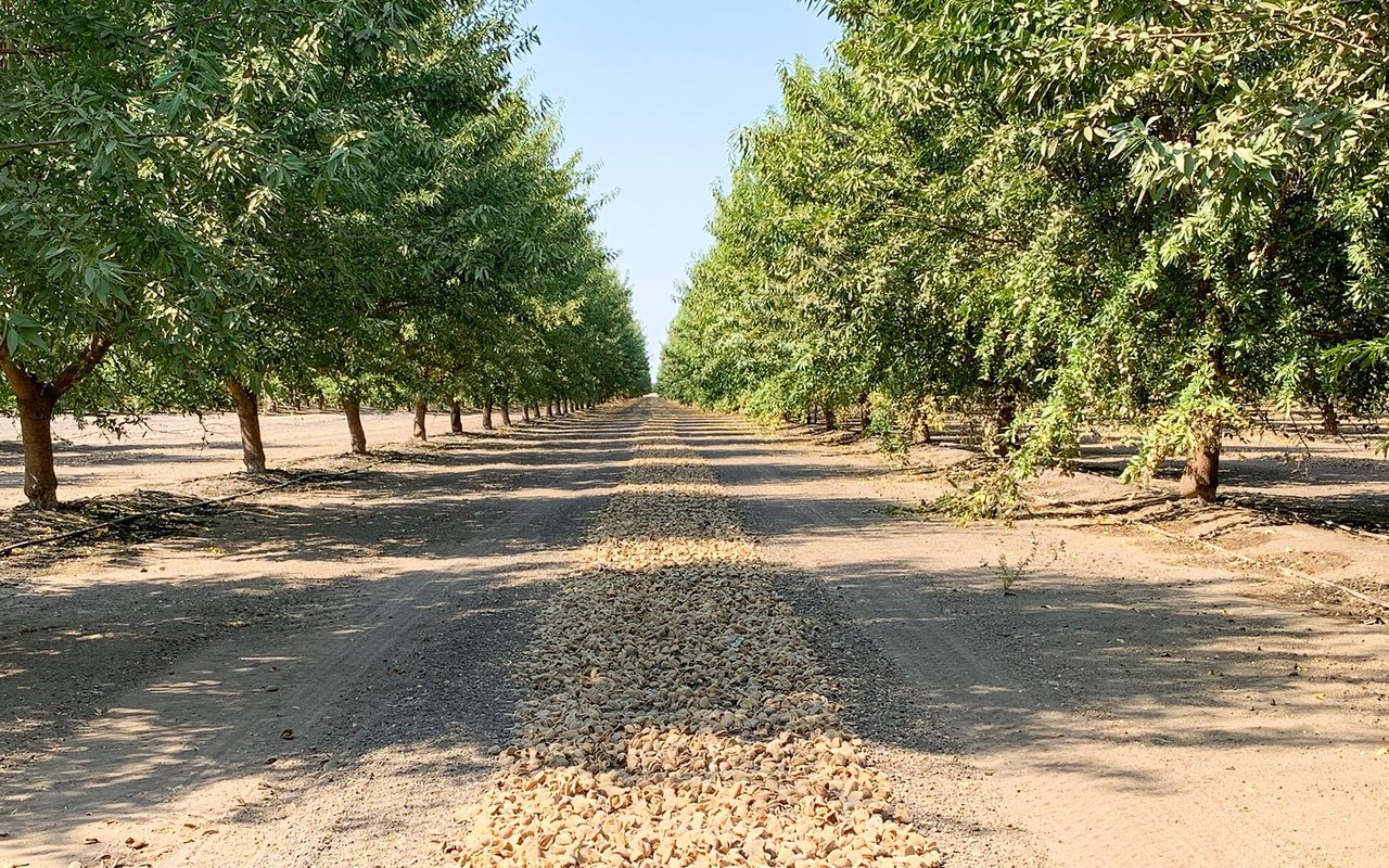 Almonds