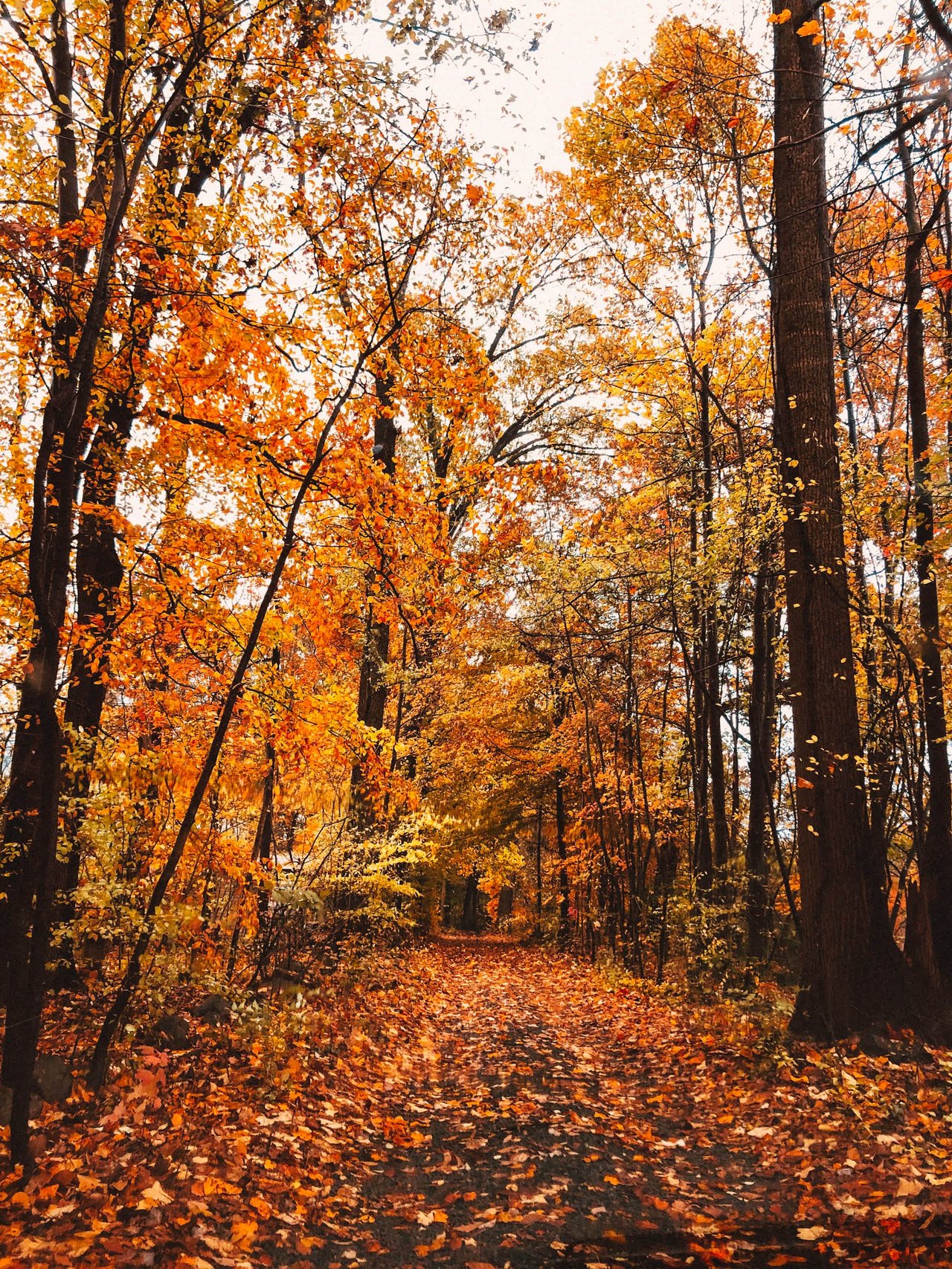 WHERE TO VIEW FALL FOLIAGE IN WESTCHESTER AND THE HUDSON VALLEY