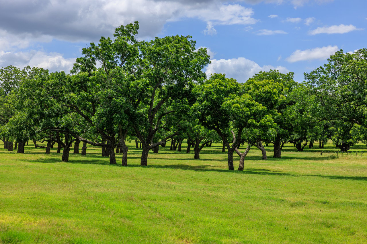 Live Oak Creek Ranch 