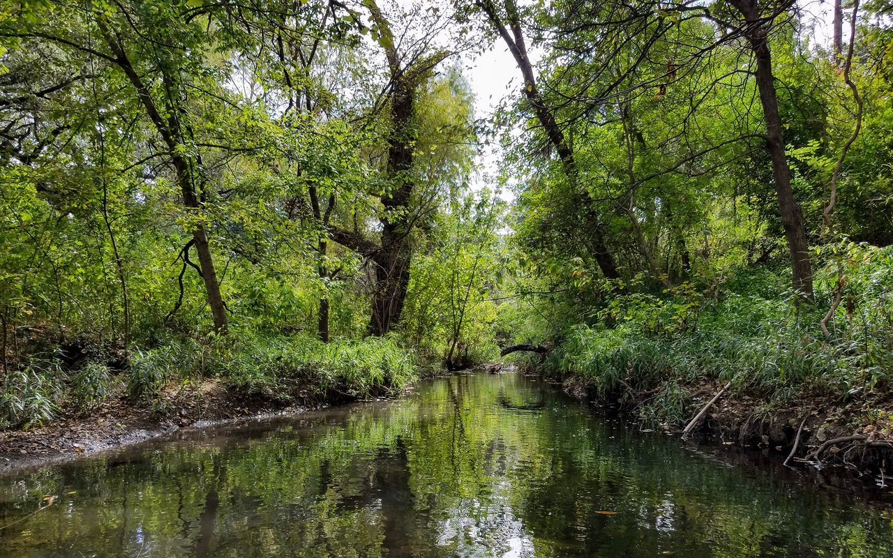 Wooded creek bordered by dense green vegetation, with trees reflected in the water.