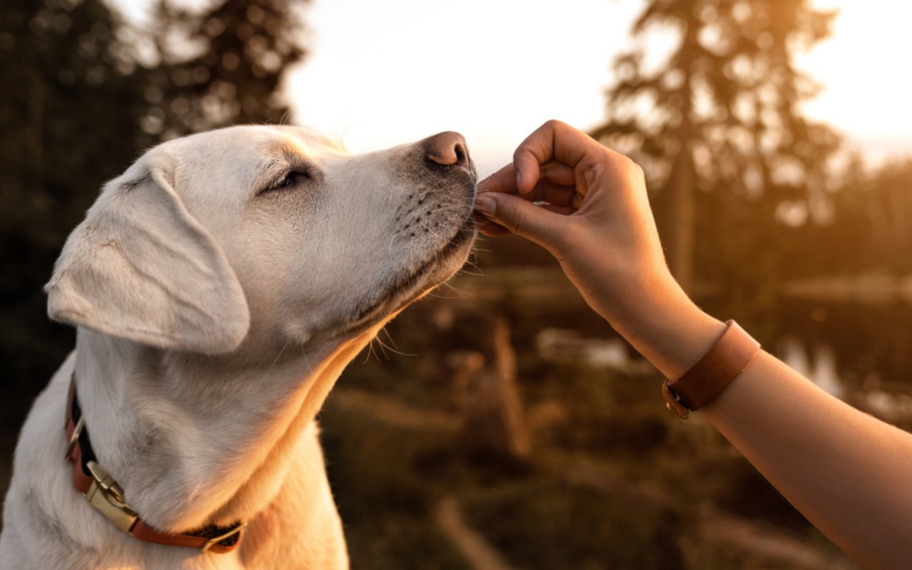 Dog-Friendly Places in Charlotte, NC