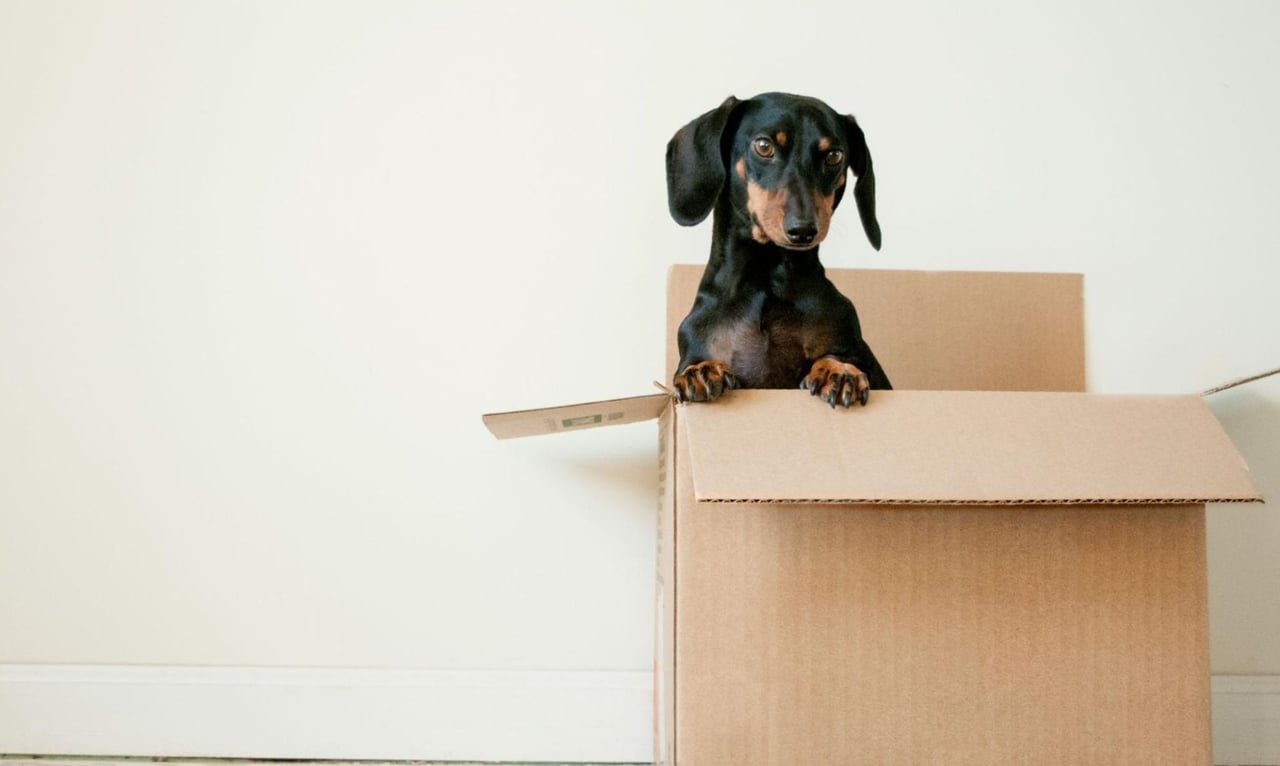 9 Tips for Moving with Pets