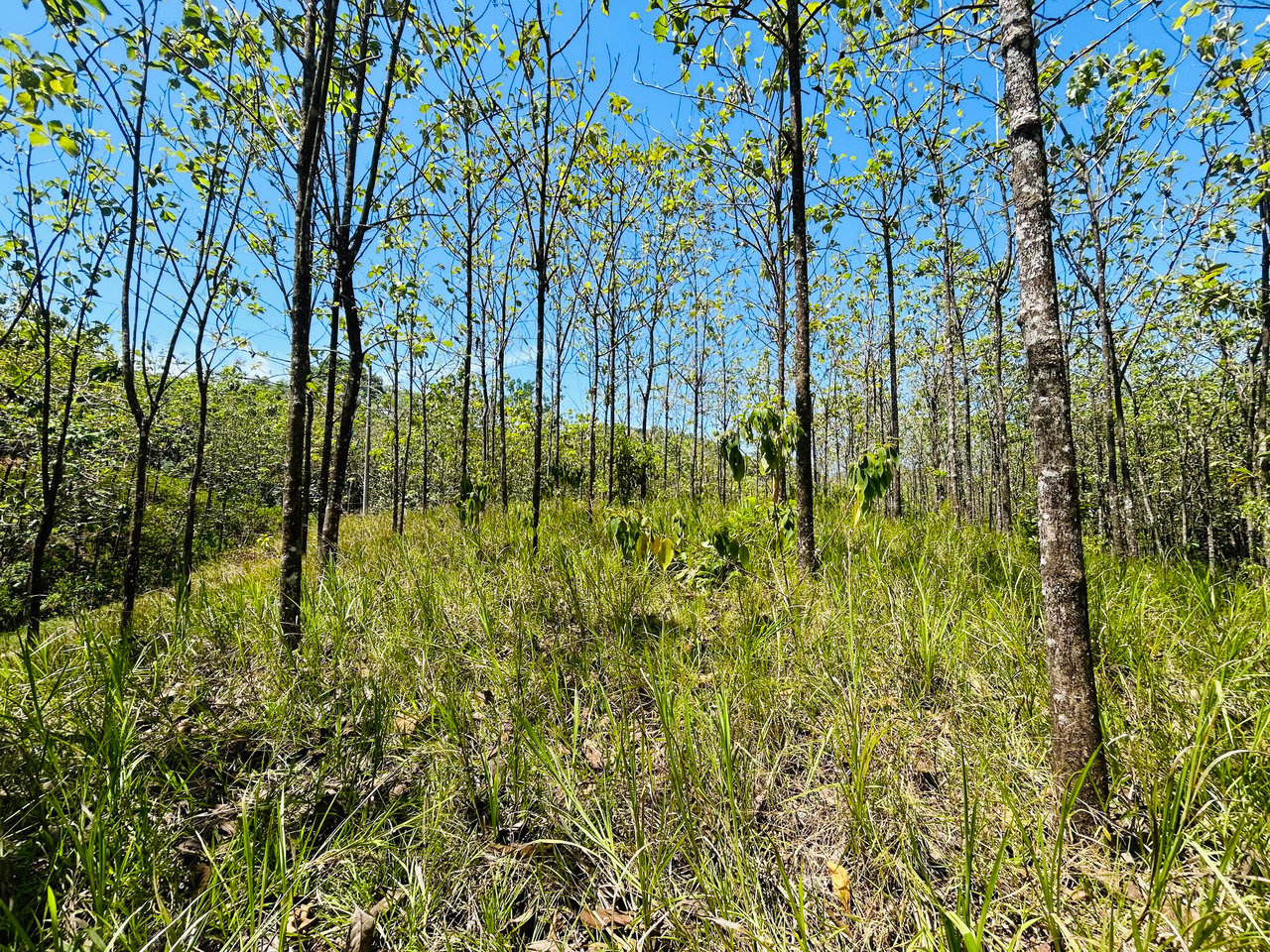 Prime 1.24-Acre Land in Matapalo / San Andrés – Ready to Build