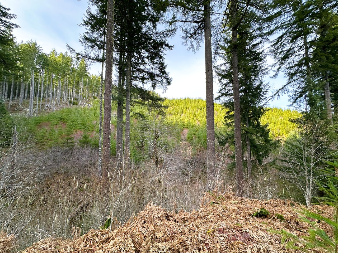 ARC Woods