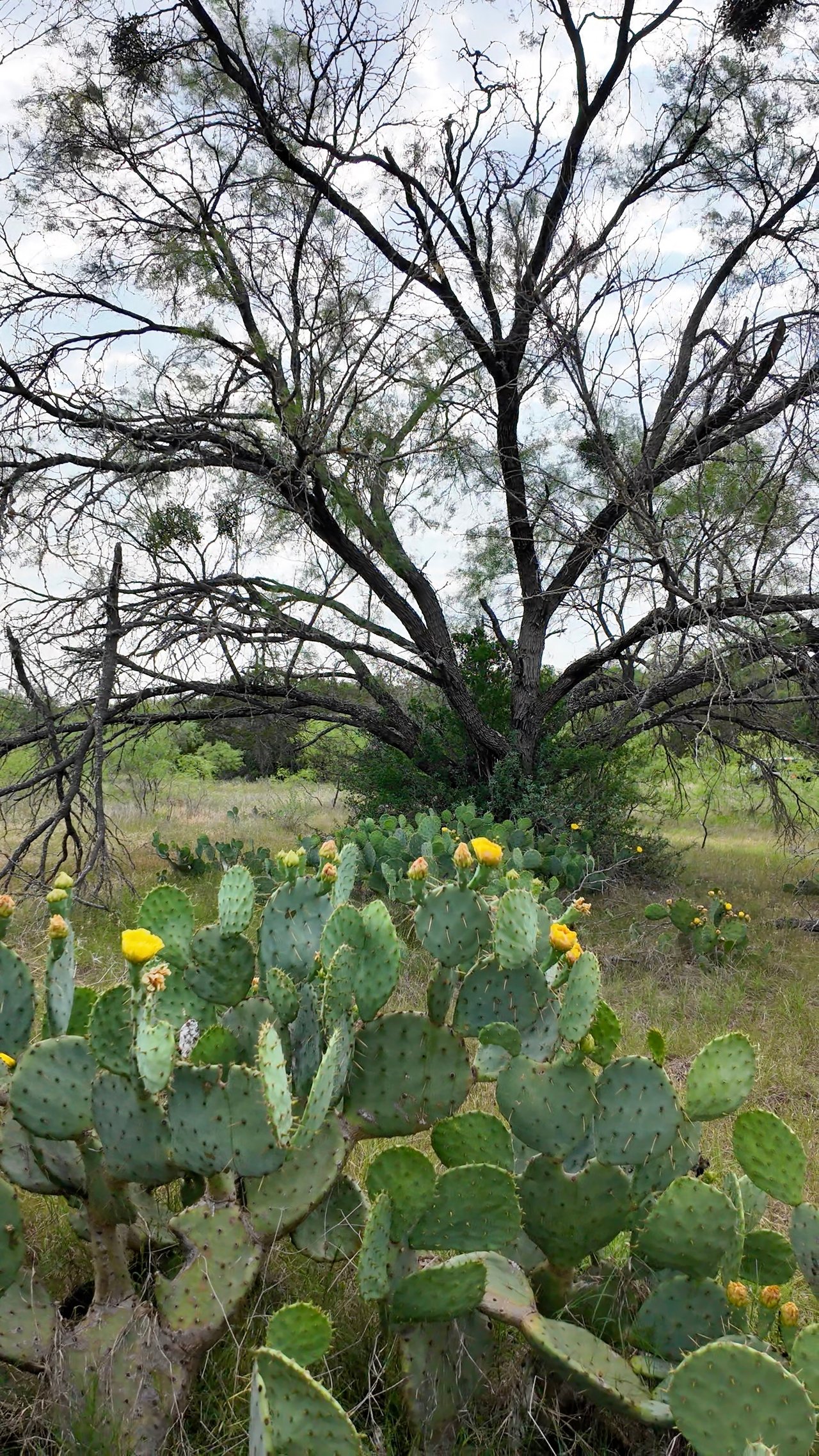 1300 Pace Bend Road North