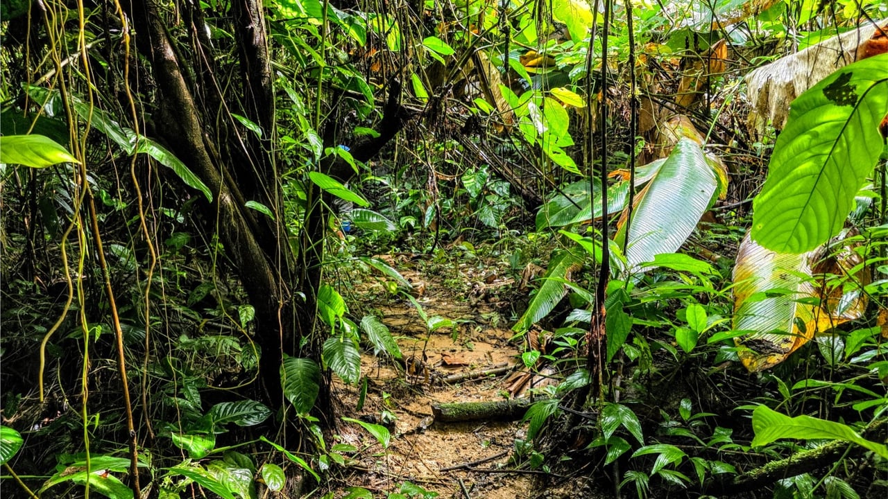 Rainforest Waterfall Acreage Estate, Dominical, Puntarenas