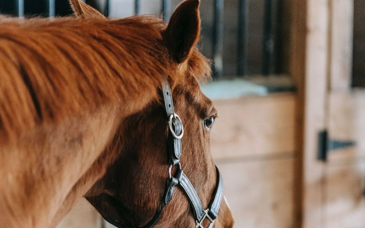 Equestrian