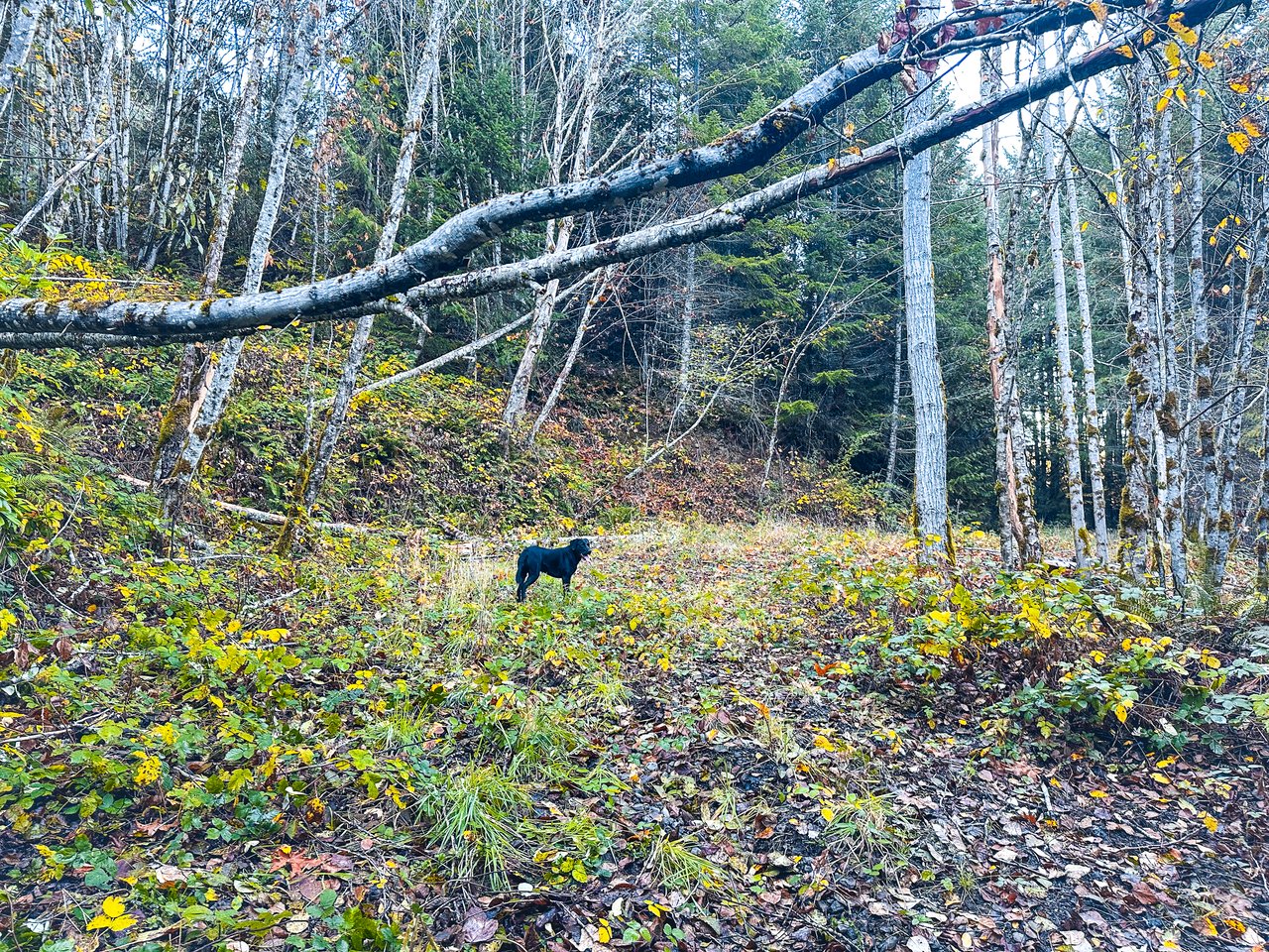 La Duke Woods