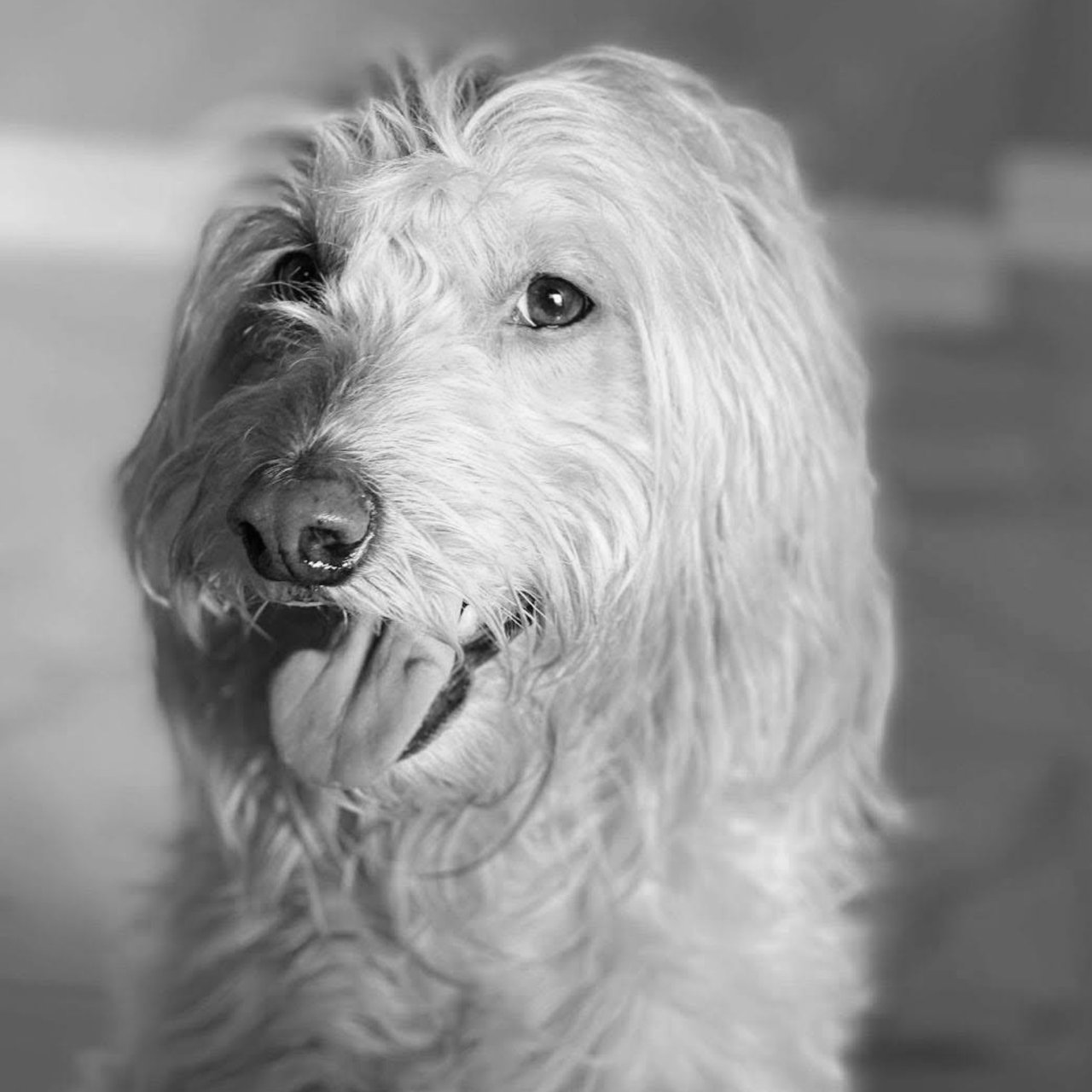 Arthur Doering Indian Wells, CA Real Estate Agent Headshot