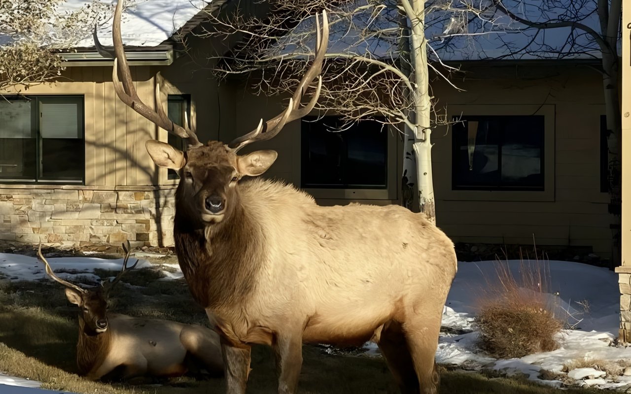 Elk Rut Season Is Upon Us