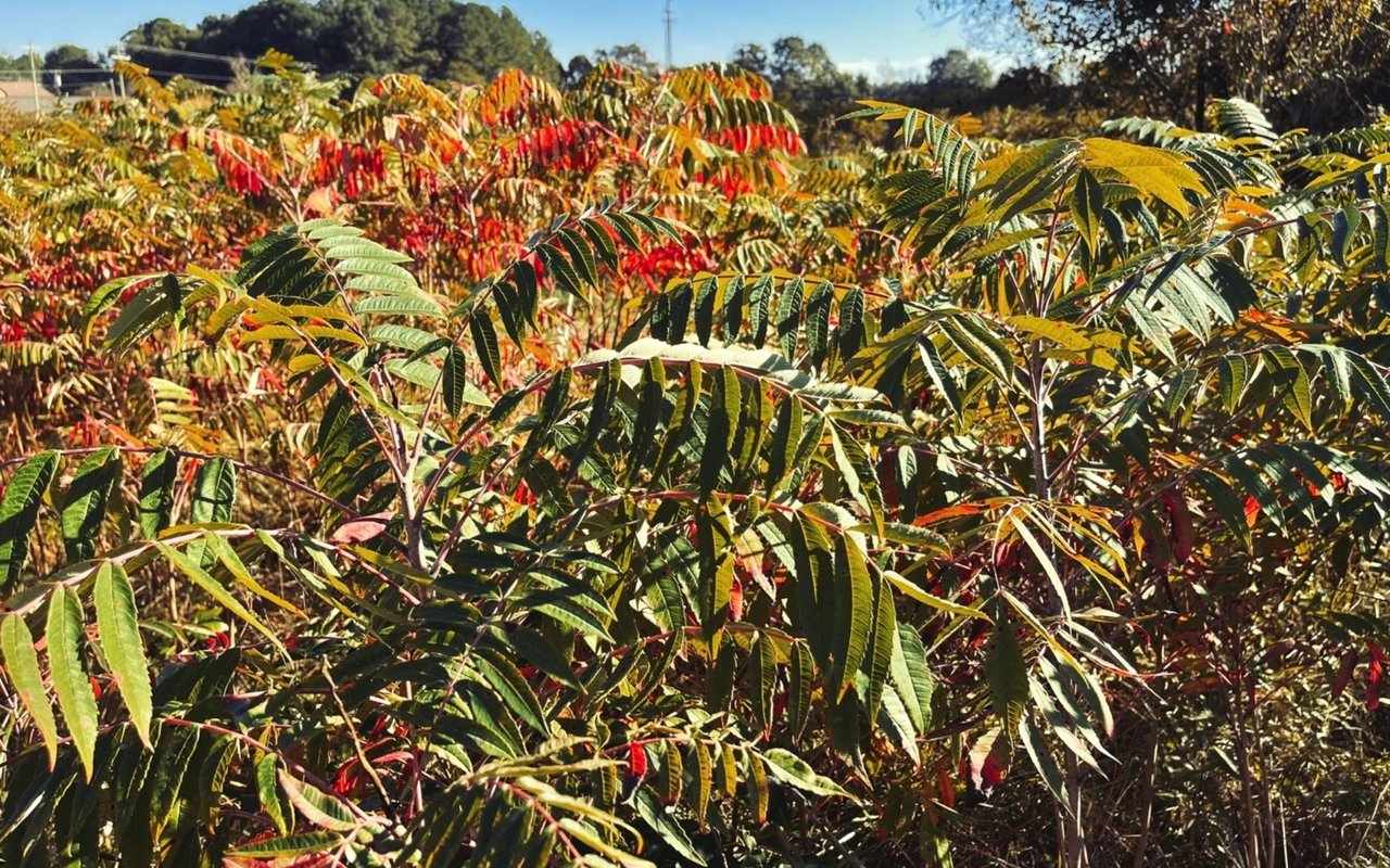 Fall is for Foraging
