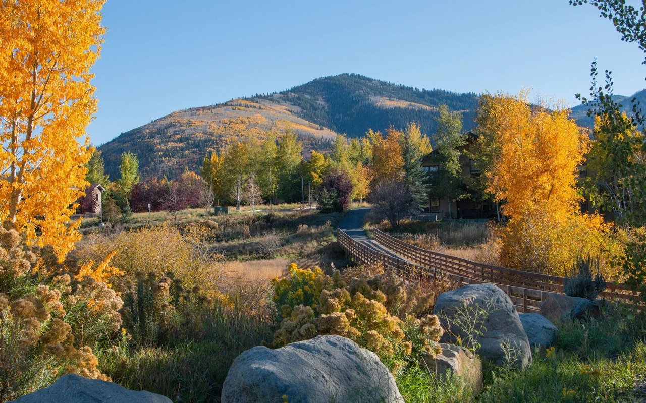 contact-form-background