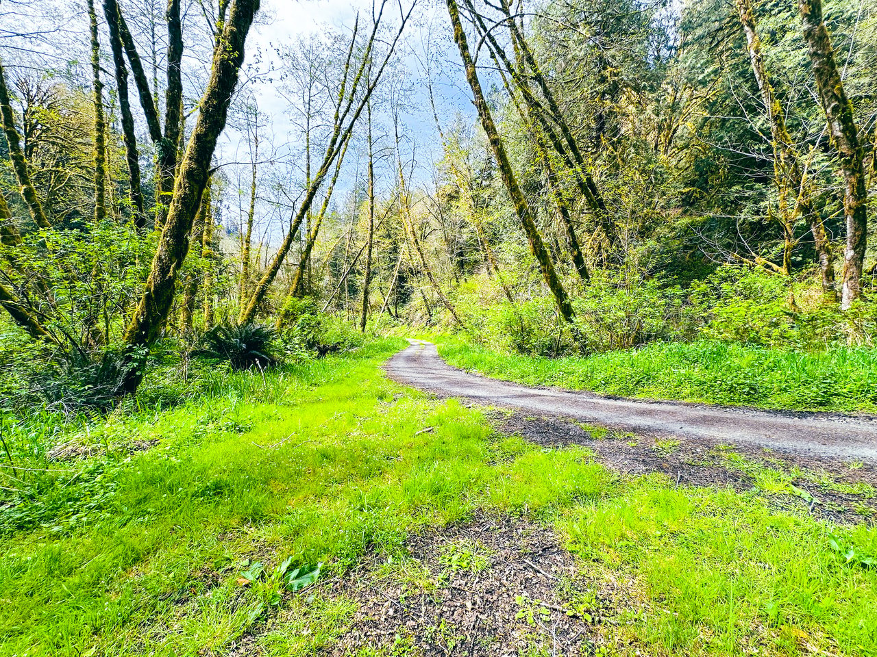MILL CREEK FOREST