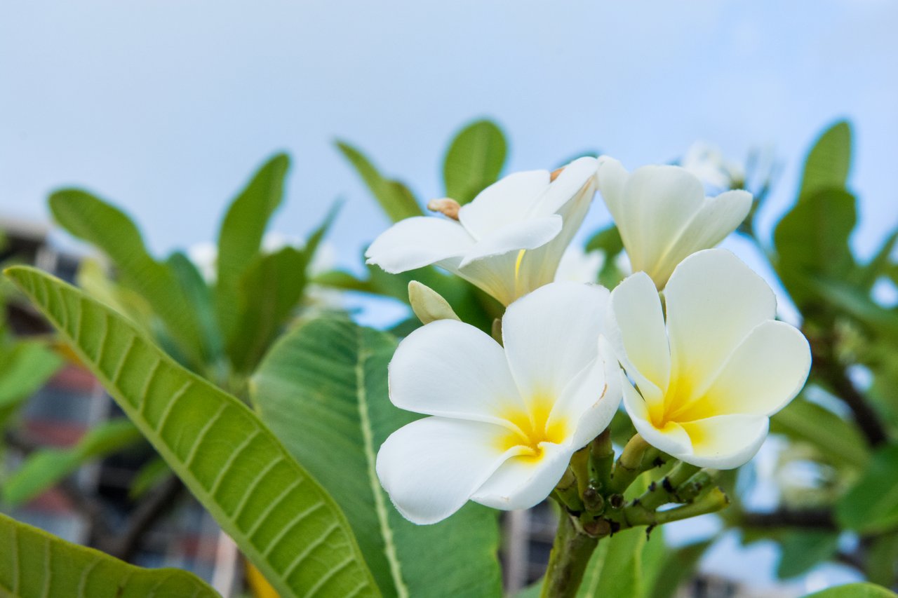 Kaanapali Shores 161