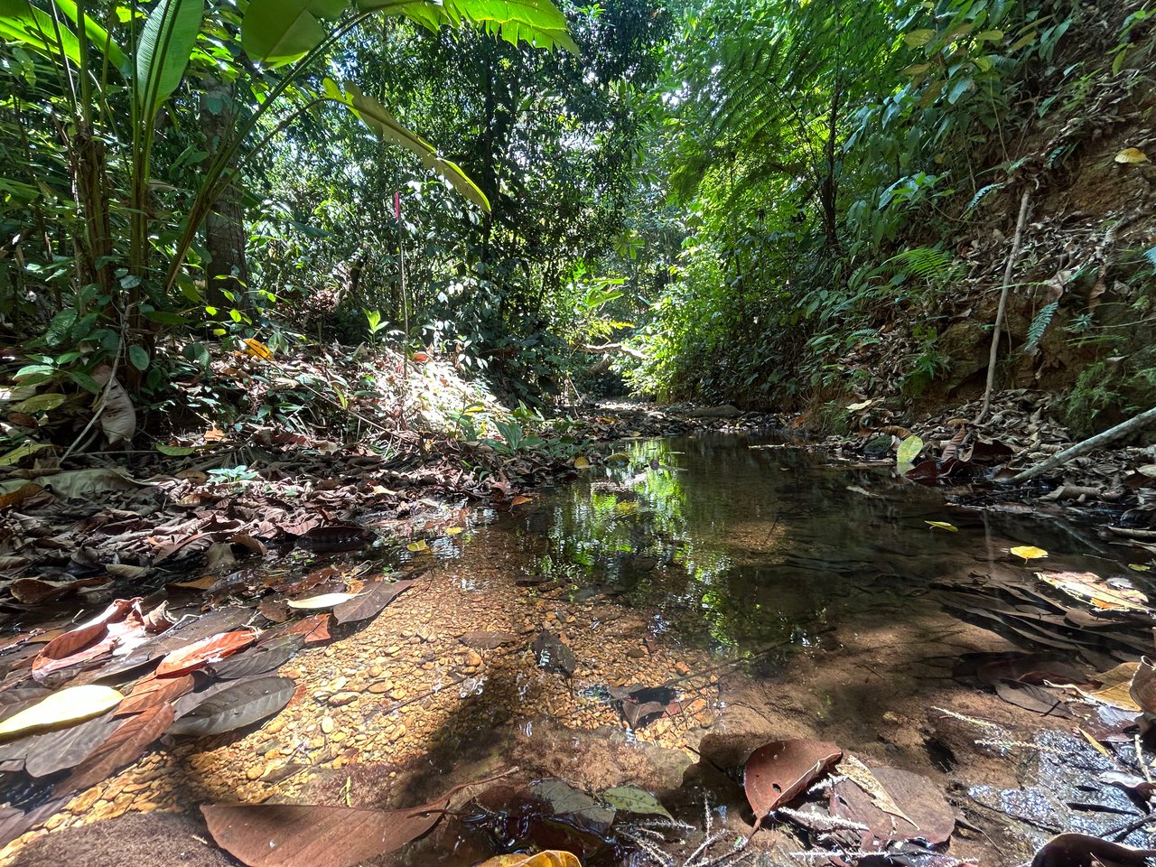 Prime 1.24-Acre Land in Matapalo / San Andrés – Ready to Build