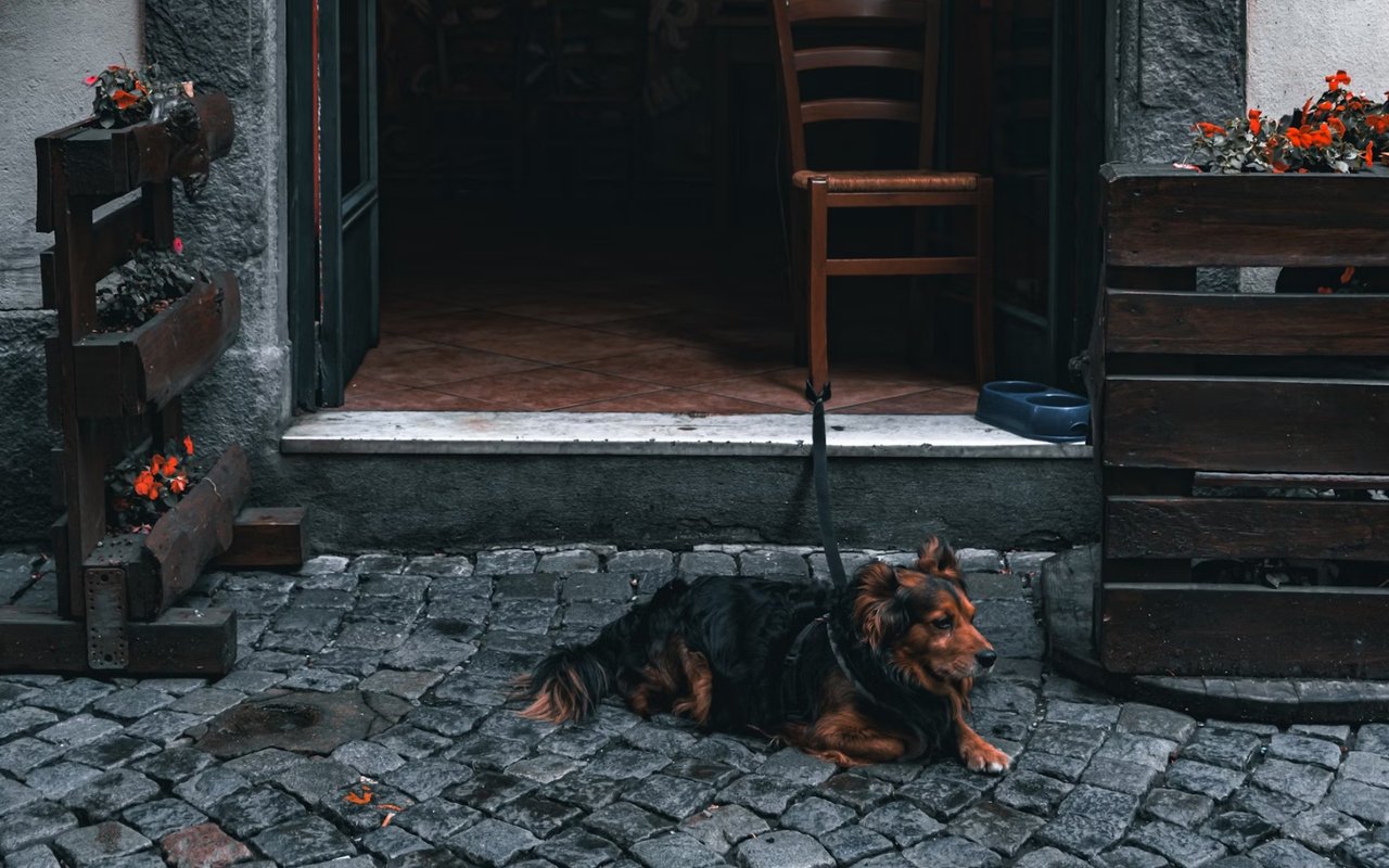 Pet-Friendly Restaurants in Leavenworth