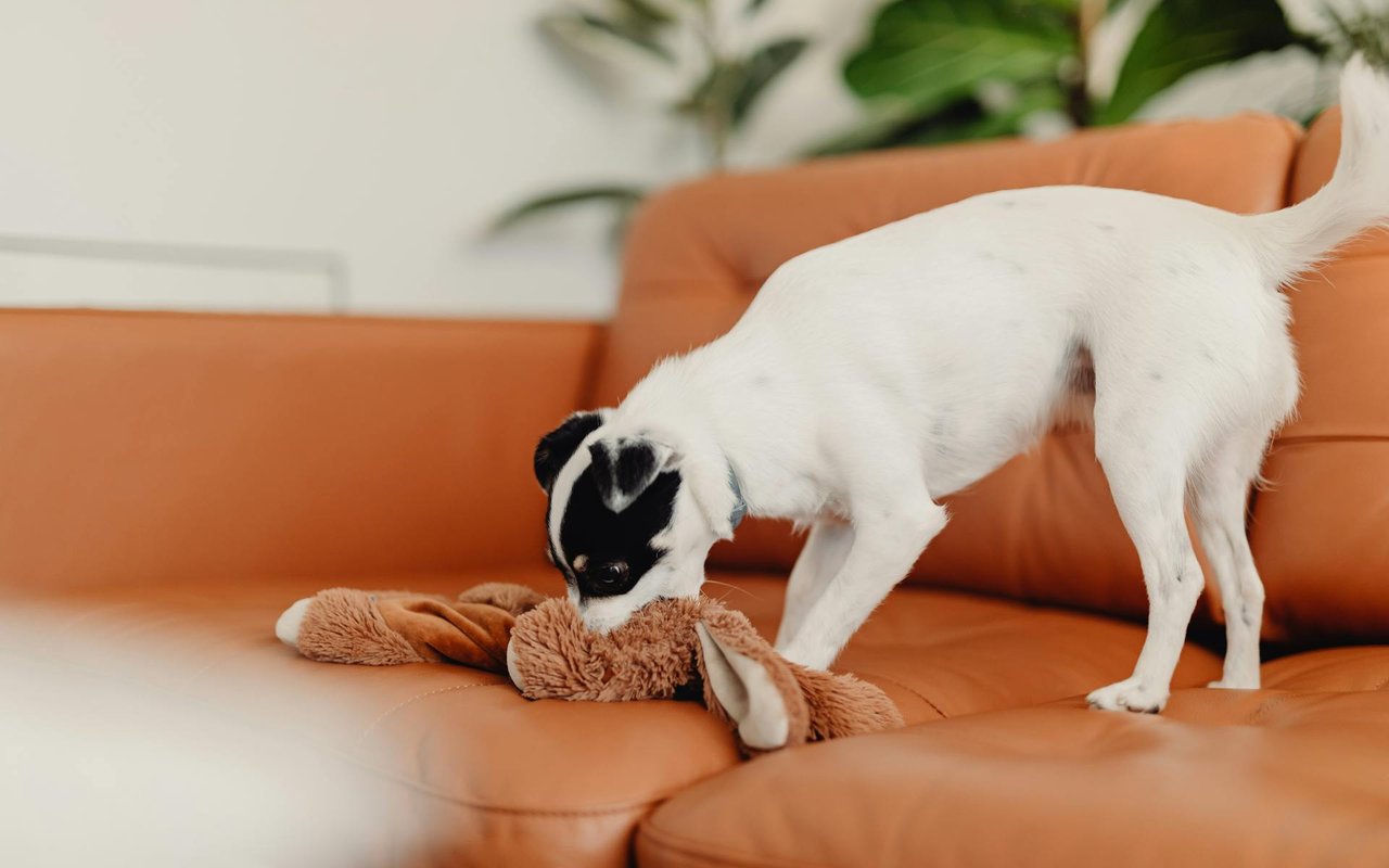 How to Stop a Dog Chewing: Saving Your Furniture & More