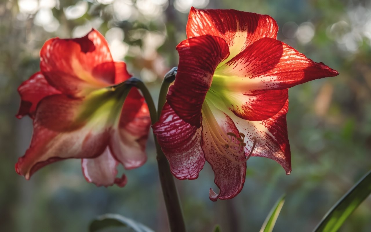 Amaryllis - The Magical Christmas Bulb