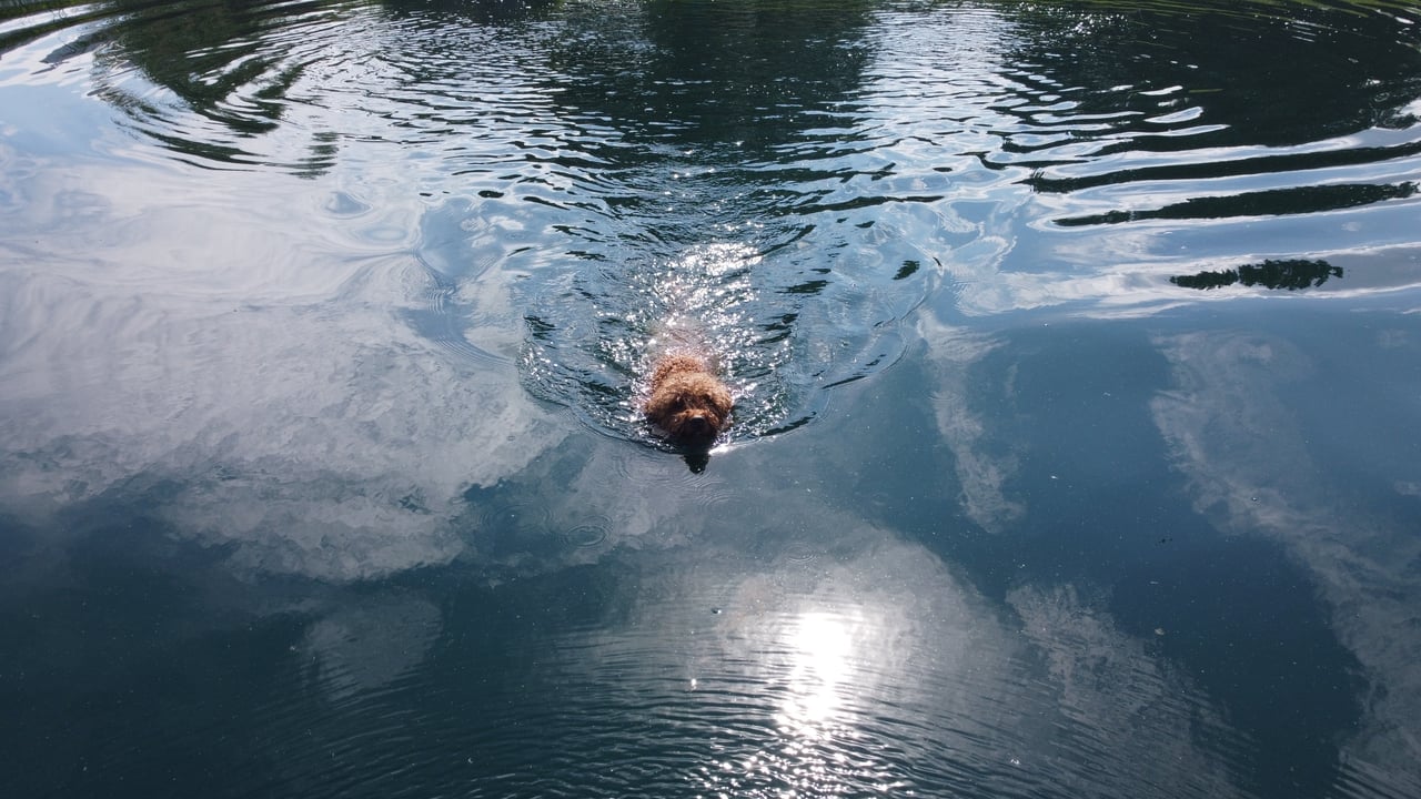 🐶☀️ The Dog Days of Summer: How Arizona Survives 117° Heat 🌵🔥