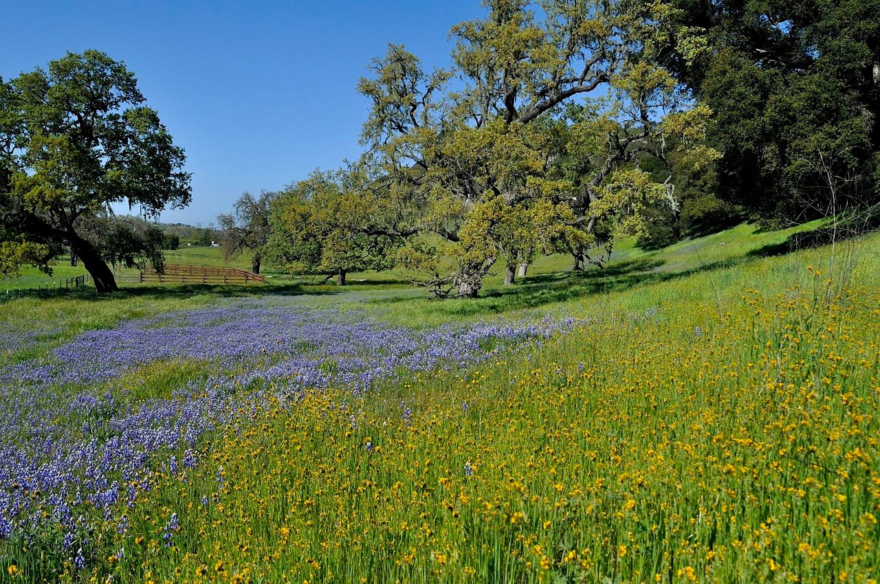 2667 Via De Los Ranchos Road