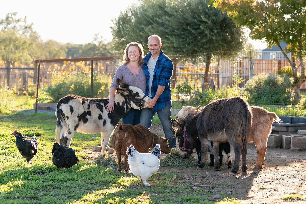 33 Best Dog-Friendly Wineries in Sonoma County