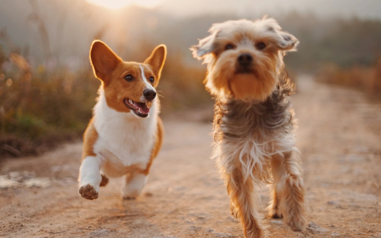 Beverly’s Best Homemade Dog and Cat Treats