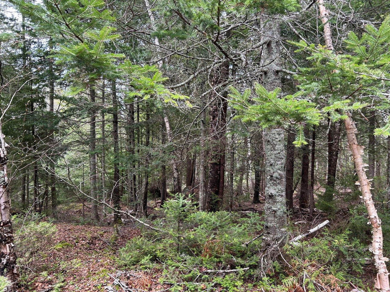 Lot 4 Julian Road Lubec, ME 04631