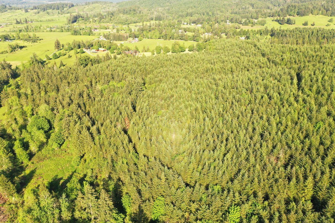 KIMBALL FOREST