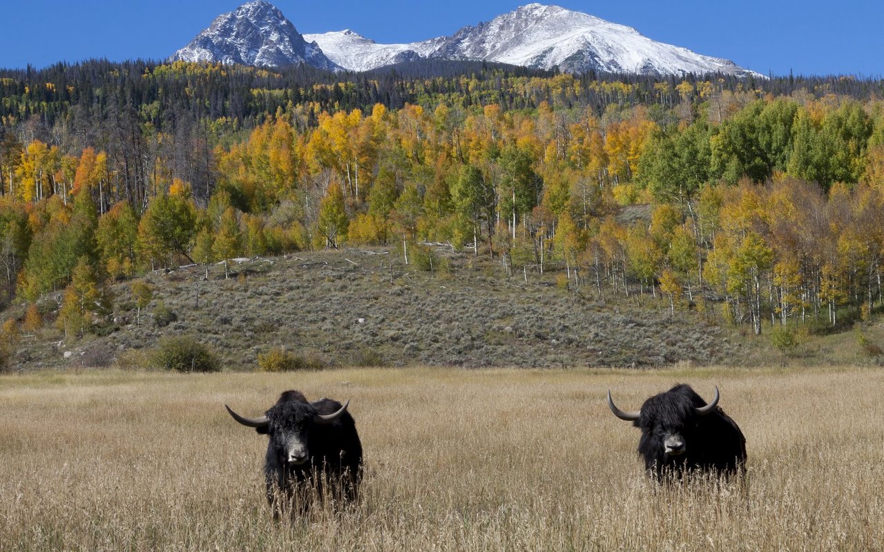 Buying and Selling Colorado Hunting Ranches with Ranch Broker Jerad Cotten
