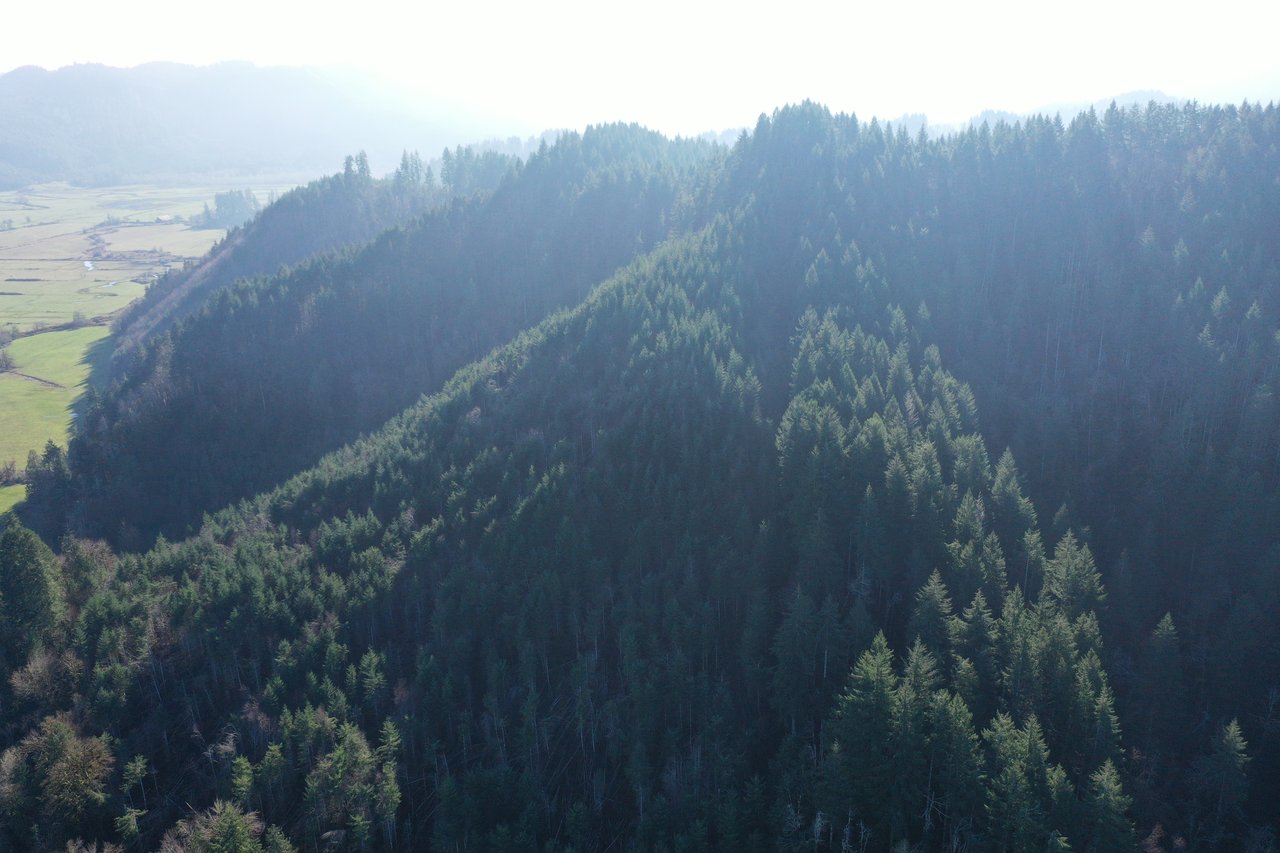 Rust Road Forest