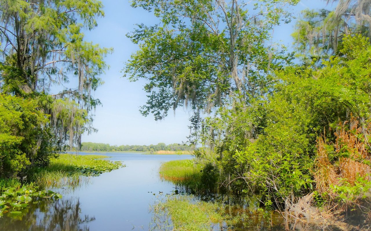 A quiet Florida inlet framed by moss-draped trees, reeds, and lily pads.
