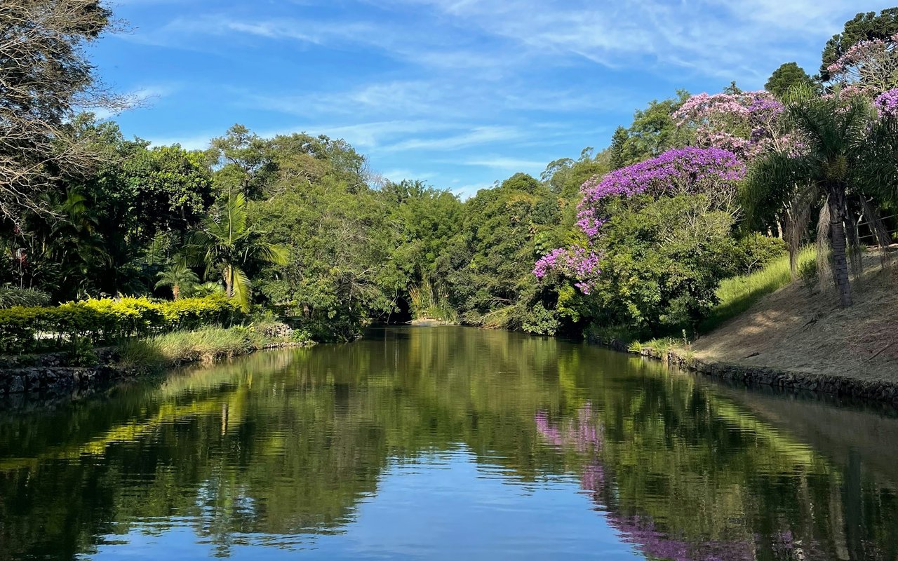 Tree-lined waterway reflecting palms and purple flowering trees beneath a blue sky.
