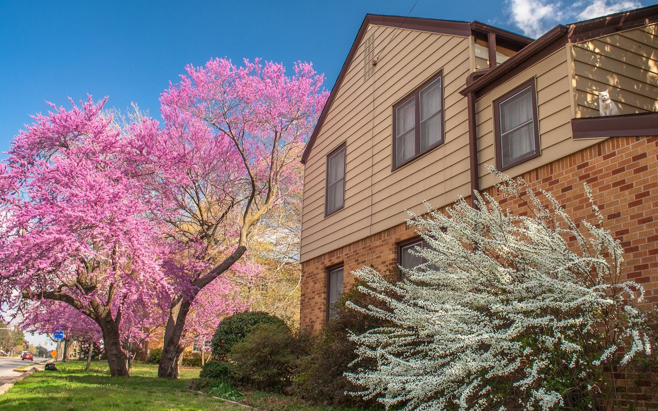 Tan-sided brick residential building framed by blooming pink and white trees, with a cat in an upper window.